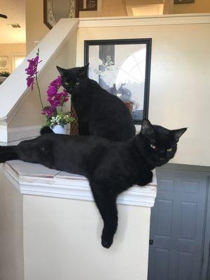 Our cats: Jekyll and Hyde