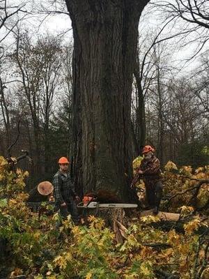 Trierweiler Tree Service