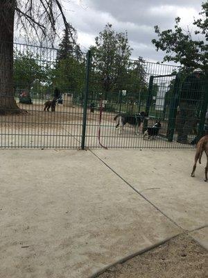 Love this dog park!