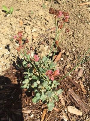 Eriogonum Grande Var. Rubescens.  San Miguel Island Buckwheat.  One hostplant for Acmon Blue butterflies.