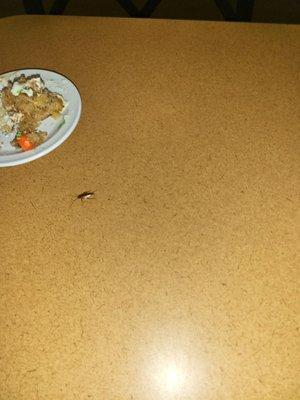 A roach in my food