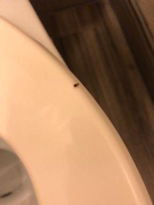 Roach on the toilet seat