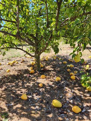 Bell's Orchard