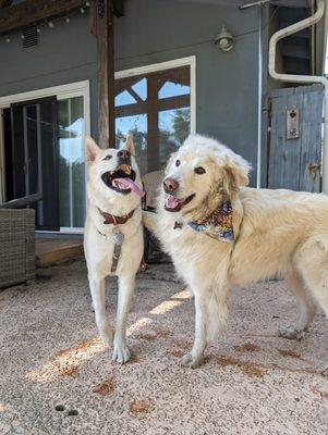 Before Kai, this picture would not have been possible.  We had no idea how to get our pups to be friends and within days, they were playing.