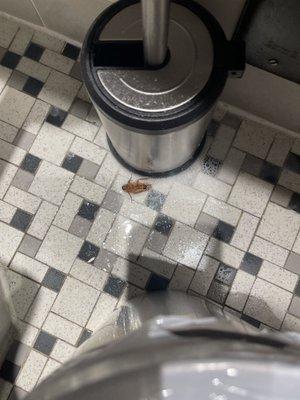 Roach in bathroom