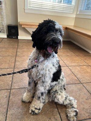 Ready for her treats at East Hill vet!