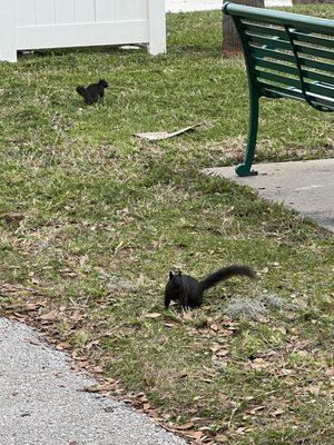 Black squirrels at St Cloud Lakefront Park