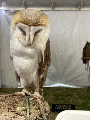 Barn owl