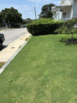 Top of picture is view of part with weeds.  Some weeds were also pulled out the week prior.