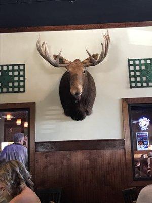 A moose head! Didn't realize they were this big!