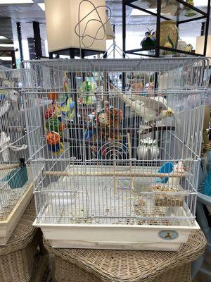 One of the pet birds in the shop.