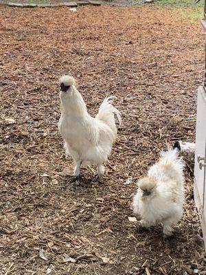 Silkie couple Lil Cloudy and Lil Llama