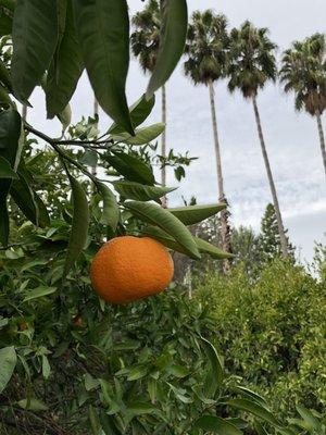 mandarin oranges and palm trees