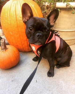 Luna loves our walks to the Halloween pumpkins! - Wendy's Pet Care