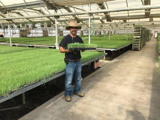 UC Verde Buffalograss grown in the heart of California!