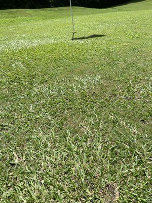 Weeds on the greens