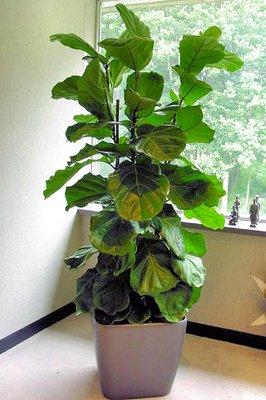 Fiddle Leaf Fig