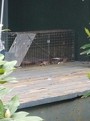 One of the many cat traps placed on a tenant's patio.