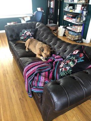 Dog, couch, blankets