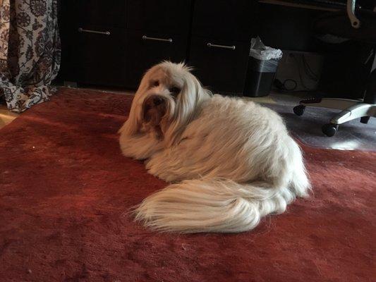 Another pic, how he should look after grooming this was not done at classy clippers,