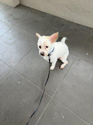 After his visit. Mochi's first time ever to visit dog's grooming. He was all cleaned up.