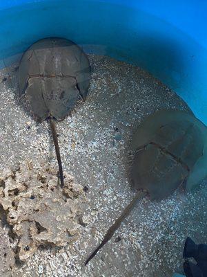 Horseshoe crab