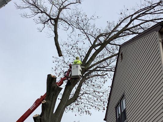 Jersey Tree Care