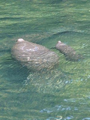 Momma and baby manatee