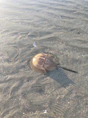 Horseshoe crab, sand bar, Ashley river.