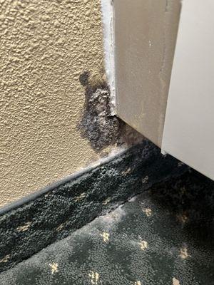 Mold Found in 2nd room