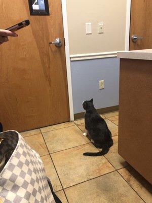 Dash waiting for the vet to come back lol. He normally does not look this calm at the vet