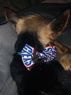 Love this "Snickers" bow for my wee-little Yorkie!