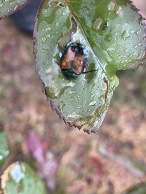 It's a new species nobody I've talked to has seen them here they have taken over my garden.