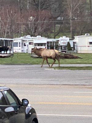 The Elk we saw walking by while we ate our salad.