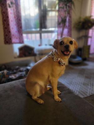 Look at how happy she is! She smells so good fresh out of the groomer and has her summer cut   .