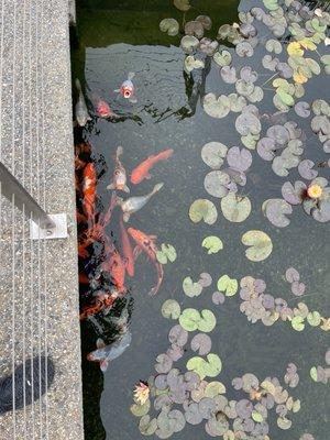 Koi pond