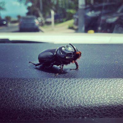 Coconut Rhinoceros Beetle. Invasive and destructive.