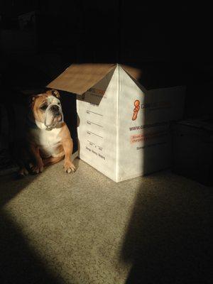 Maddy the Campus Storage Bulldog ! RIP