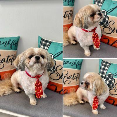 Baci...Shih-Tzu