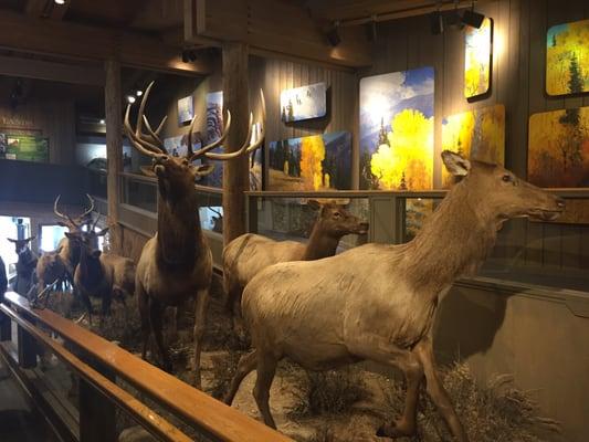 Great elk display