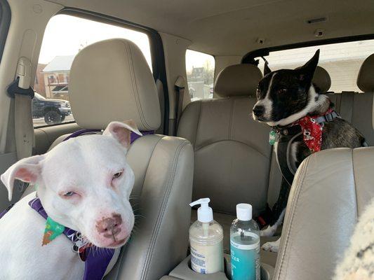 Molly & Buddy spa day.  All ready for Christmas