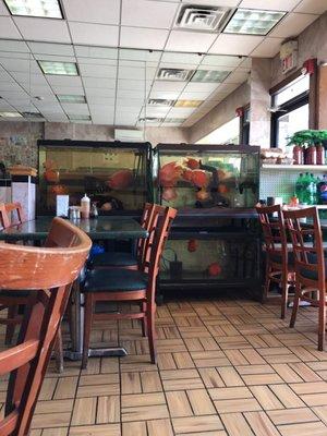 Fish tanks