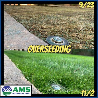 Winter overseeding