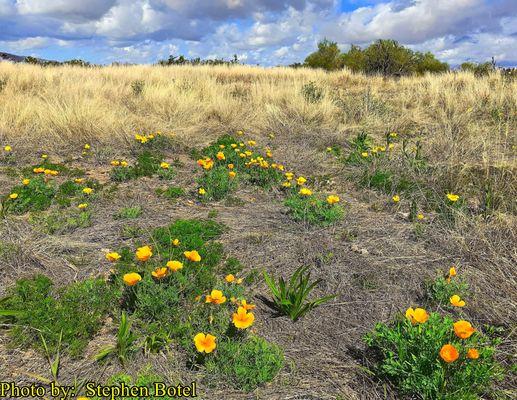 Poppies at Reach 11 Recreation Area on  3/3/2022...