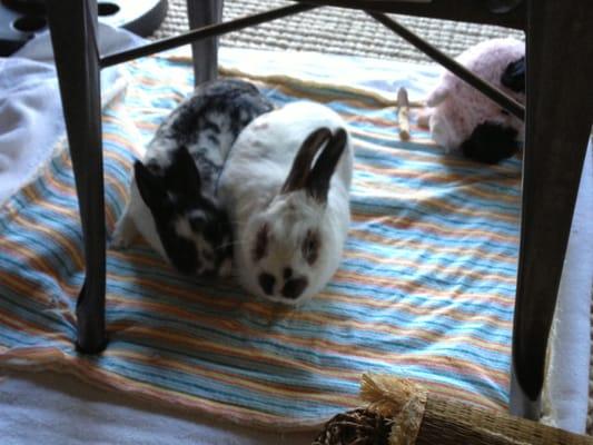 Our two tripod bunnies on a "date" with each other- under our kitchen chair on their blankets!