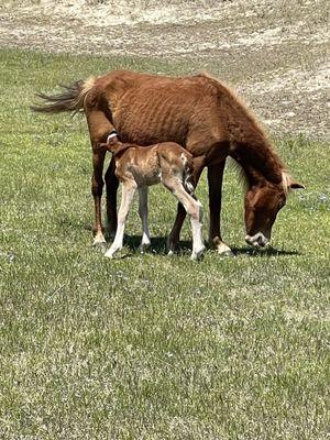 Mare and foal