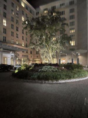 The courtyard tree at night