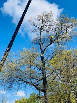 Tree removal with crane