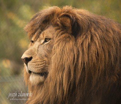 Lion in a conservatory.  Photographed with a very long lens