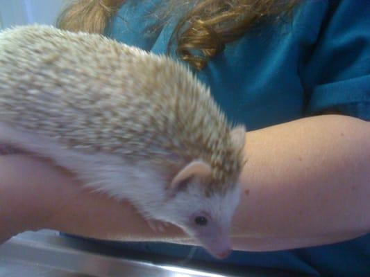 The sweetest Hedgehog ever!